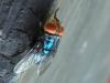 To protect beef industry, US to breed billions of flies as pest control