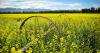 Northwest Montana farmers say canola remains a marketable and reliable crop