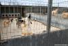 CNAM announces that a new batch of rabies vaccine has arrived in Moldova