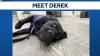 Derek, a lovable Lab mix in Hollis, NH, is ready to be your loyal companion