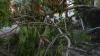 Students allege felling of trees at Agri University, but VC says invasive weeds cleared