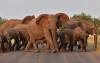 Elephant rampage kills tourists