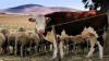 Agri SA welcomes resolved FMD outbreaks, resumed livestock movement in Limpopo, Eastern Cape