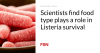 Scientists find food type plays a role in Listeria survival