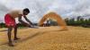 India aims to double maize output to 86 mn tonne by 2047: Agri Minister