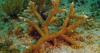 Florida scientists transplant crossbred corals to help save Miami reefs