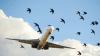 Bird strikes threaten aircraft safety in Bangladesh