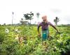 Boosting agric investments crucial to fighting inflation –Oluwole