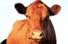 Lukashenko Decided To Breed A "golden Breed" Of Cows