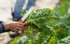 New UH Agriculture Dean Wants To Help Hawaiʻi Grow More Of Its Own Food