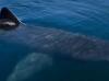 Filmed in Bermuda? Shark video raises questions