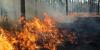U.S. Scientists use Satellite Technology to assess forest recovery after wildfires