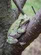 Wildlife change – and don’t change – on tiny Lake Huron island, scientists say