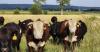 Raised on beef: Local farm to fork connects agriculture to the community