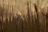 In data: Fires are accelerating global forest loss