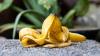 Banana Peel Botox: Does This Viral TikTok Skincare Trend Really Work?