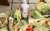 Science Says Plastic Bag Bans Really Do Work