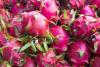 “We are surviving,” says Ecuadorian grower amid dragon fruit oversupply