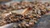 Arizona beekeeper spreads hive safety awareness after deadly swarm in Scottsdale