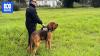 Outrage as Italian rescue dog killed with nail-laced dog food