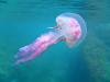 Jellyfish Surge in Greece: Which Beaches to Look Out for, What to Do if Stung