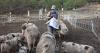 Wisconsin pig farmer reimagines future amid federal cuts to local food program