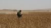 Afghanistan is starving—and its farmers are fighting to save the poppy