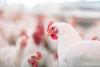 Building a stronger gut: The unsung hero in poultry pathogen control and food safety