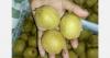 “Tight supply could spike Chilean kiwi prices”