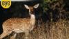 Wildlife in the times of social media