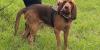 Community outraged over killing of police bloodhound, found dead after eating food laced with nails
