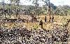 Tobacco farmers, miners a threat to ecosystem
