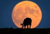 Science The Courier Journal Will you see the 'Moon Illusion' when July's full moon rises in Kentucky?