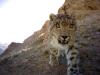 Culture and spirit belong at the center of wildlife conservation (commentary)