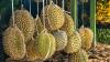 Cambodia Prepares for Durian Exports to China