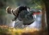It’s turkey time in northern Colorado