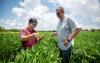 Mississippi State scientists make progress against resistant weeds