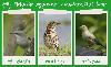 Vote for Your 'Bird of the Year' in Hungary