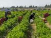 Agri reforms on the cards