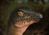 Denver science museum discovers dinosaur deep beneath its own parking lot