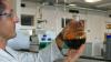 UK: Carbon Nanodot Technology Set to Revolutionize Crop Protection with Sustainable Pesticides