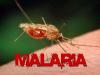 Novartis Gets Approval for First Malaria Drug for Babies
