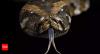 Burmese pythons have bone-digesting cells that allow them to convert entire prey into nutrition; scientists reveal