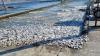 Izmir Bay faces fish deaths again due to sea pollution: Expert