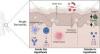 Environmental Pollution and Climate Extremes Linked to Higher Atopic Dermatitis Burden: JAMA