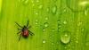 Scientists Reveal Atomic Resolution of Tick-Borne Virus for the First Time