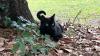 Scientist's cat helps discover a rare virus — yet again