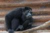 Sussex charity calls on Costa Rica Government to take action as wildlife death toll continues to rise