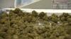 Recreational marijuana sales to begin in Delaware in August