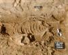 Ancient Canaanite Donkey Sacrifice Found in Israel Reveals Egyptian Trade Ties